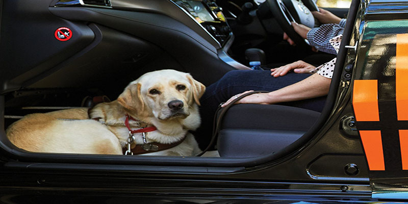 guidedogs Guide Dogs