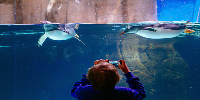 Melbourne_Aquarium Melbourne Weather escape to the aquarium