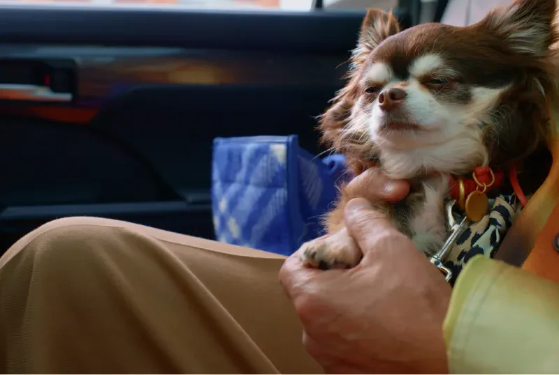 small dog in back of car on man's lap